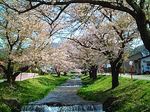 観音寺川の桜並木（猪苗代町）